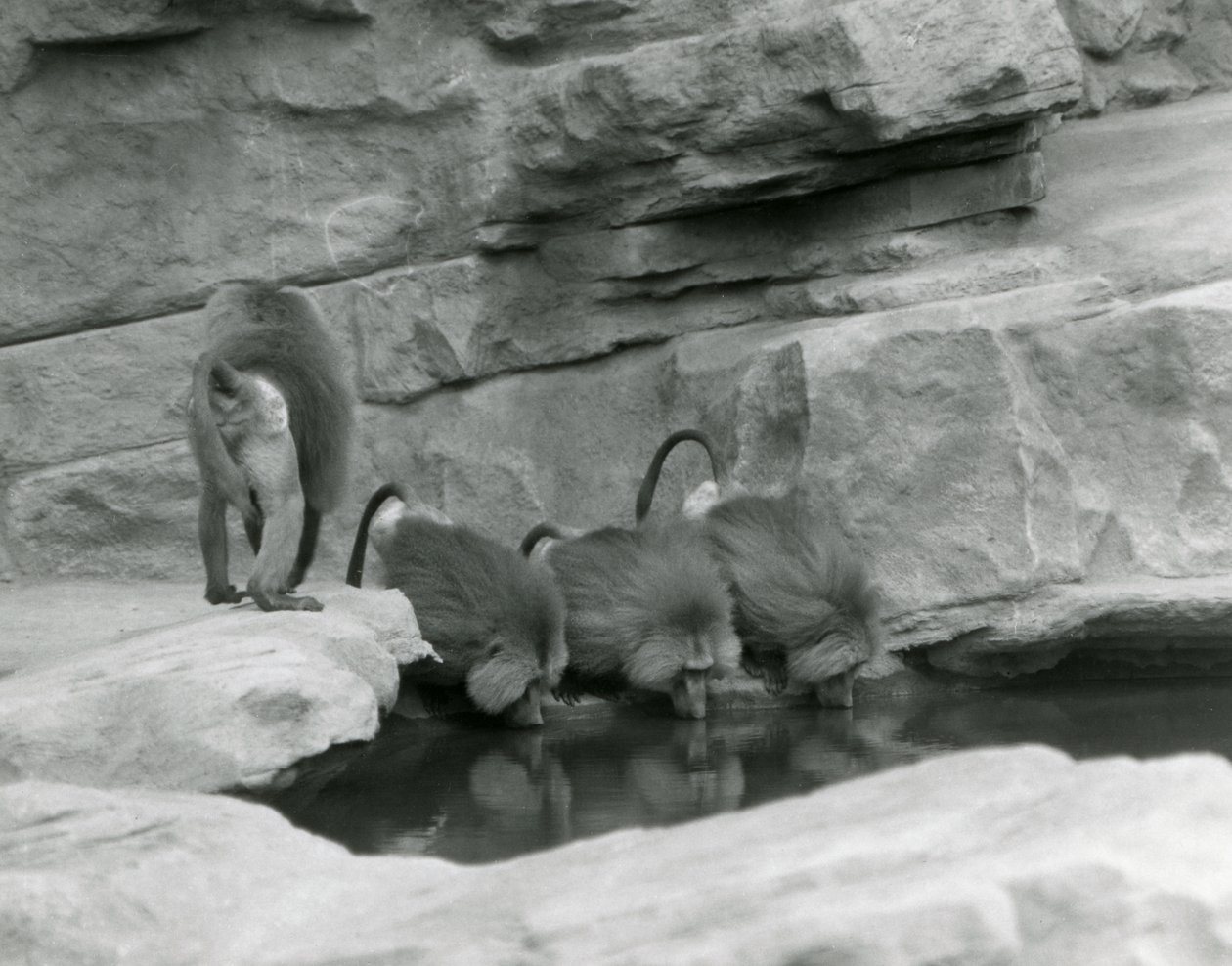 Drie Heilige Baviaan drinken uit een poel in hun rotsachtige verblijf terwijl een vierde wegloopt, London Zoo, juni 1925 door Frederick William Bond