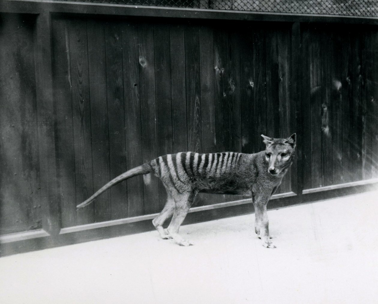 Thylacine Tasmaanse Wolf in de Londense dierentuin, voor 1930 door Frederick William Bond