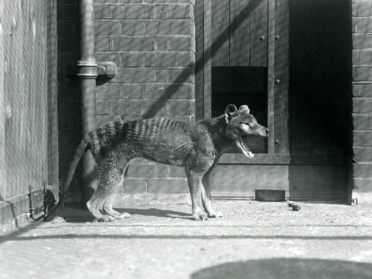 Thylacine / Tasmaanse Wolf in London Zoo in augustus 1926 (zwart-wit foto) door Frederick William Bond