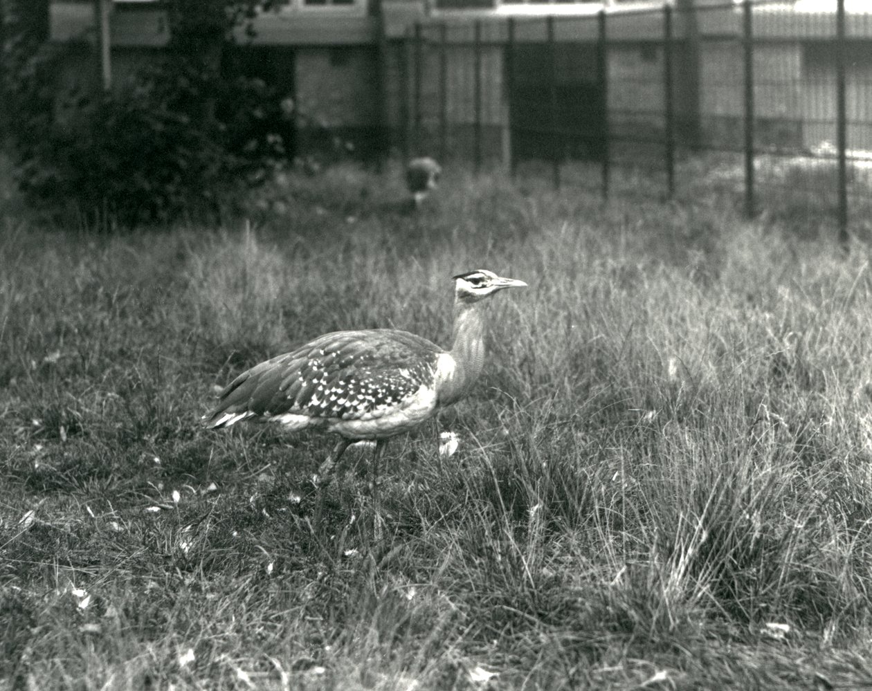 Twee Arabische Trappen staand in hun verblijf in London Zoo, september 1927 door Frederick William Bond