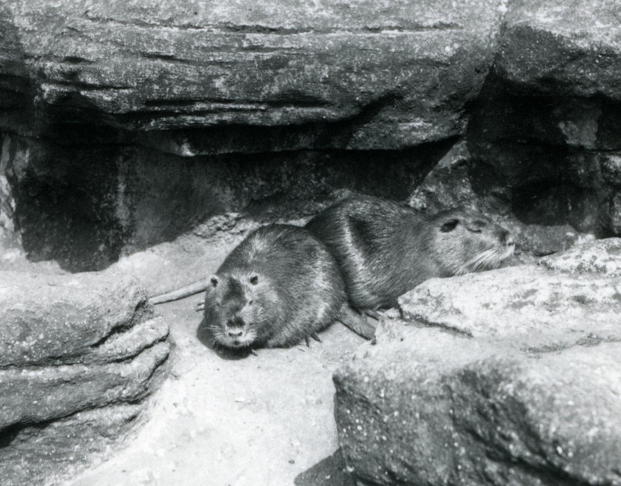 Twee coypu