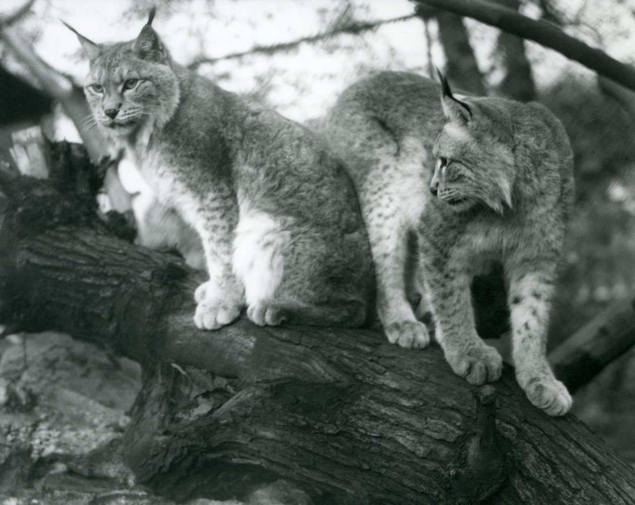 Twee Noordelijke Lynxen, een zittend en een staand, op een tak, London Zoo, oktober 1925 door Frederick William Bond