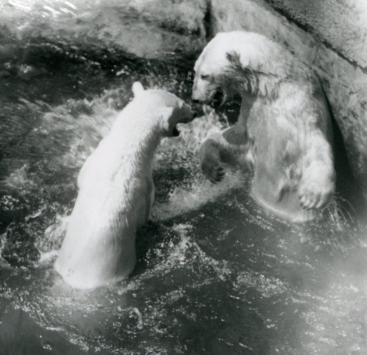 Twee ijsberen spelen in hun zwembad. London Zoo in 1926 door Frederick William Bond