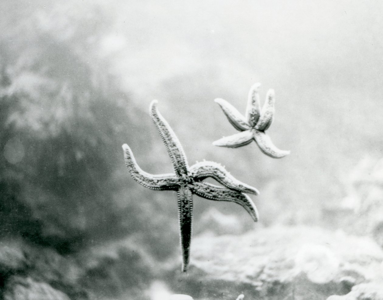 Twee zeesterren op het glas van het aquarium, die hun onderkanten laten zien in London Zoo, maart 1925 door Frederick William Bond