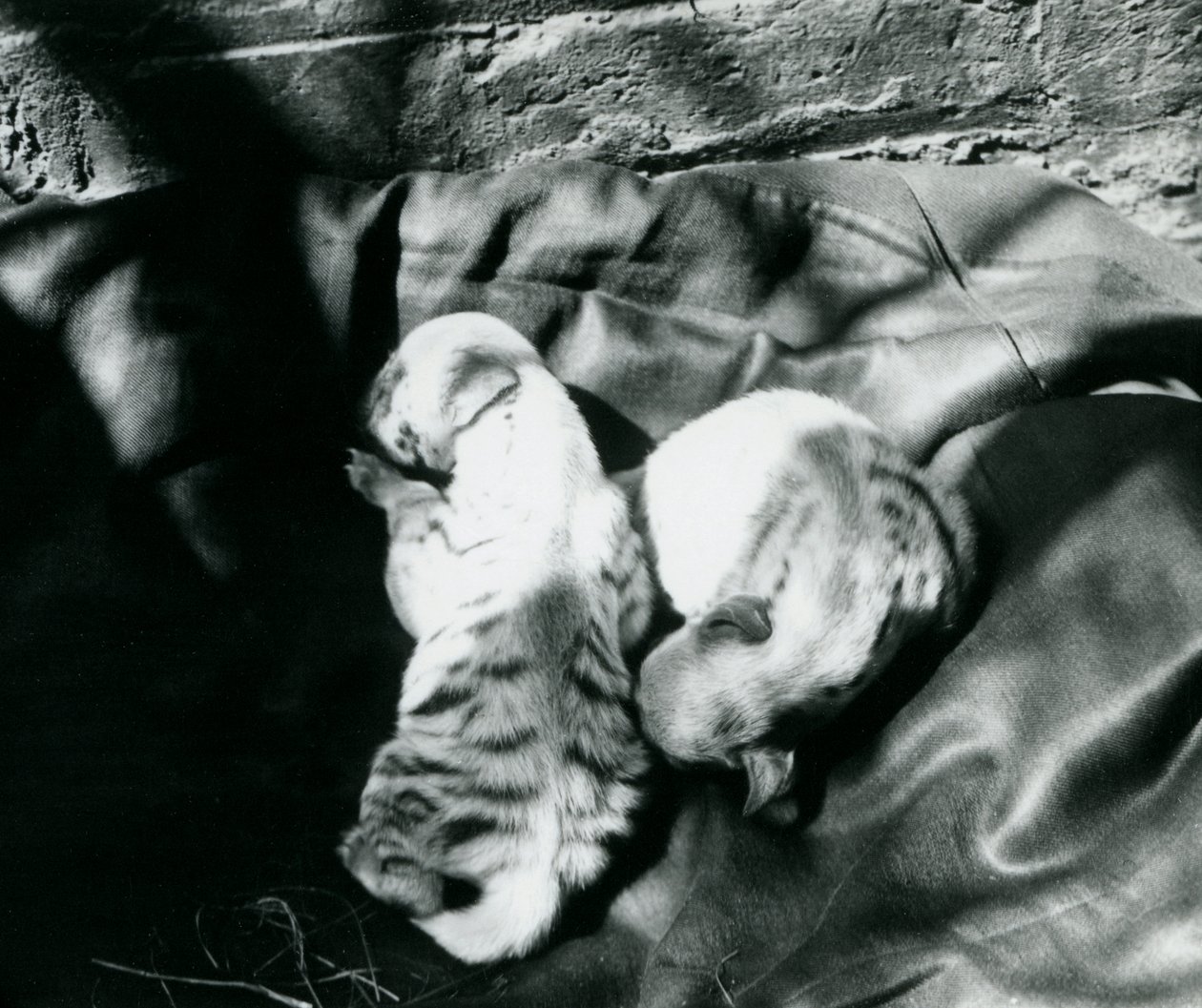 Twee gestreepte hyenawelpen in de dierentuin van Londen, ca. 1914 door Frederick William Bond