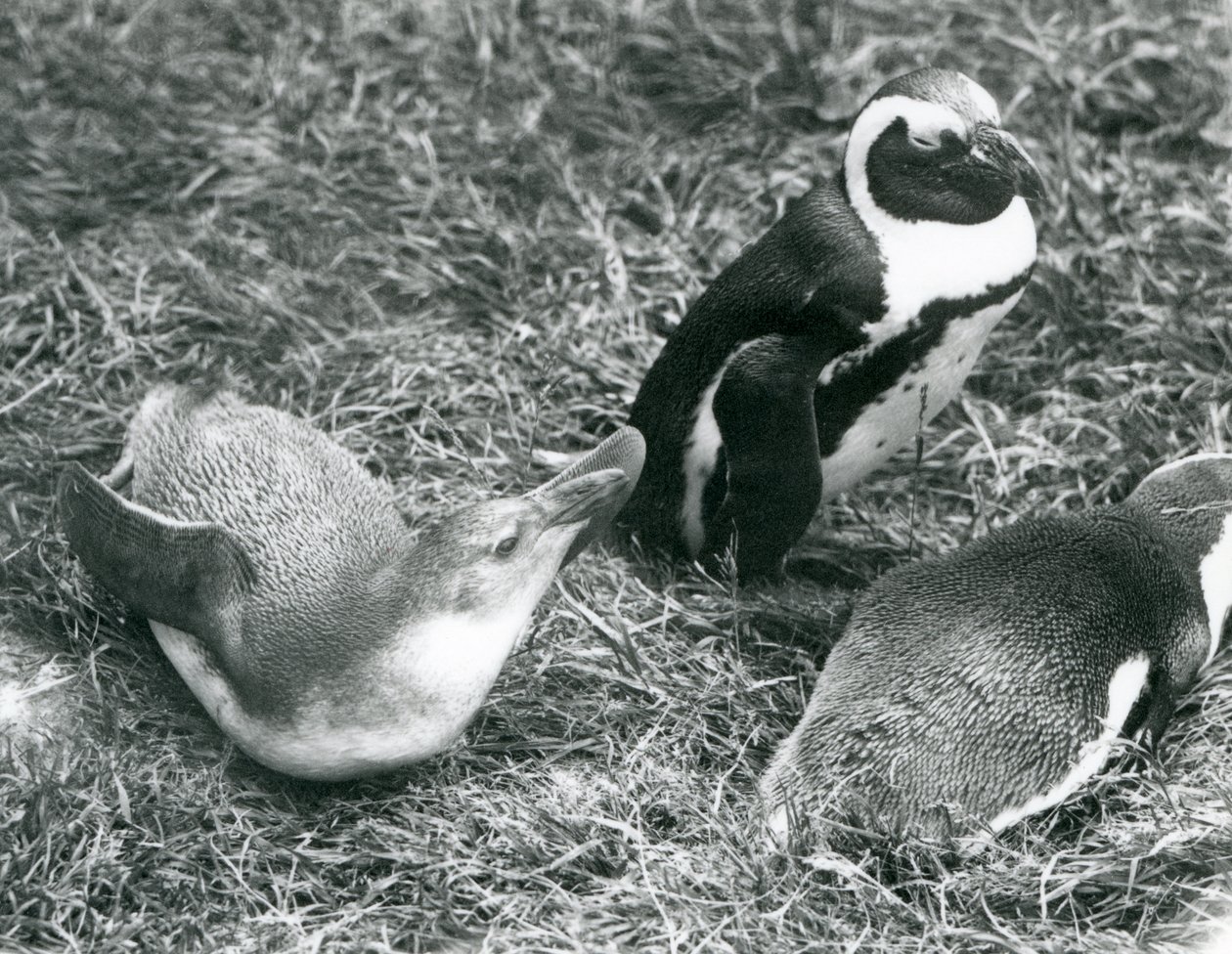 Twee jonge en een volwassen Zwartvoetpinguïns, zittend en liggend op gras, bij London Zoo april 1925 door Frederick William Bond