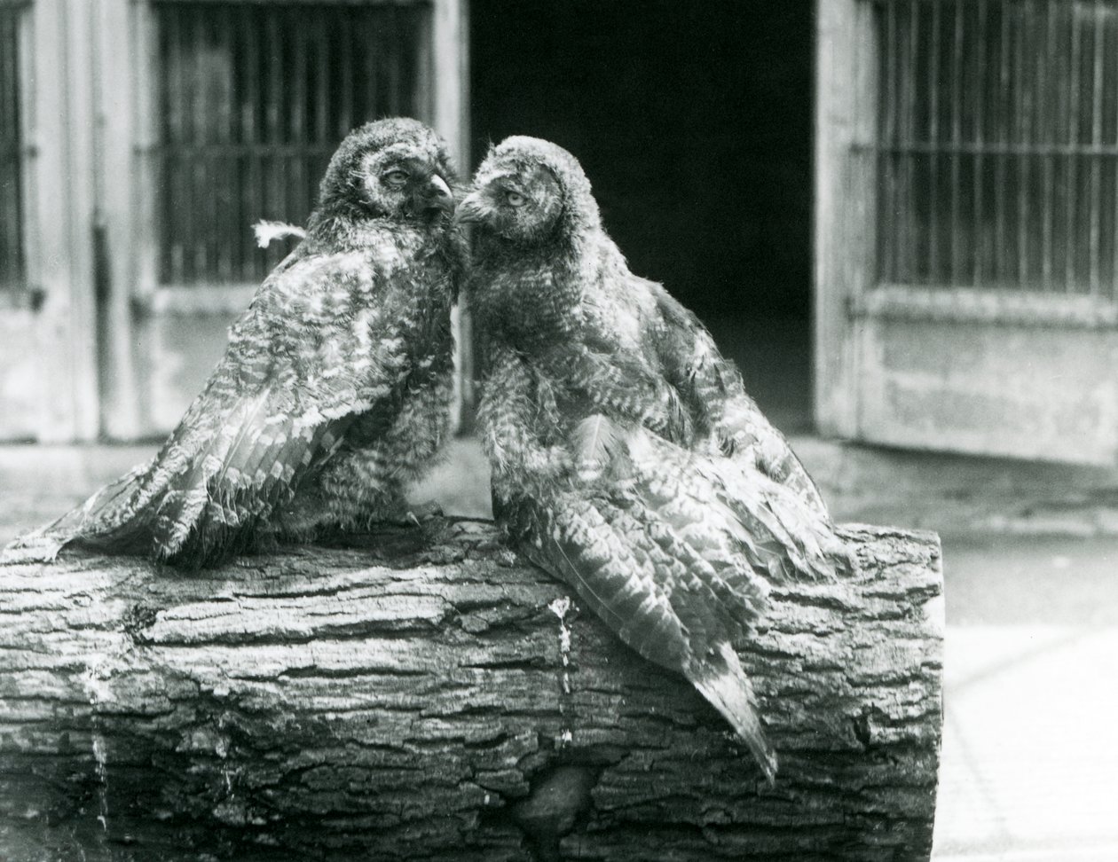 Twee jonge Laplanduilen, tegenover elkaar zittend op een boomstam, London Zoo, augustus 1926 door Frederick William Bond