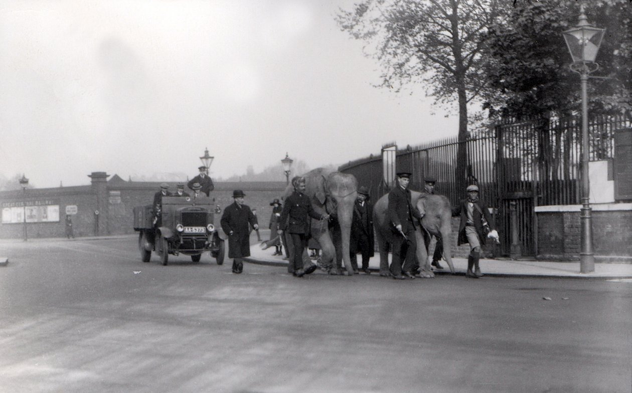 Een paar olifanten van de dokken naar ZSL London Zoo lopen, de laatste keer dat dit ooit werd gedaan, 1923 door Frederick William Bond