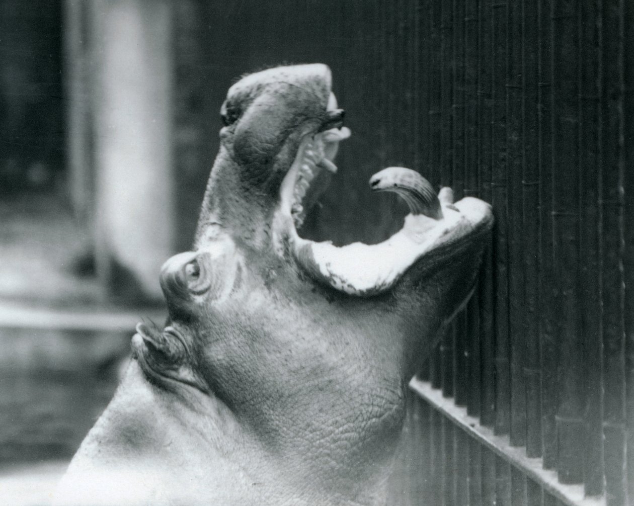 Jonge nijlpaard Bobbie in de London Zoo, 1927 door Frederick William Bond