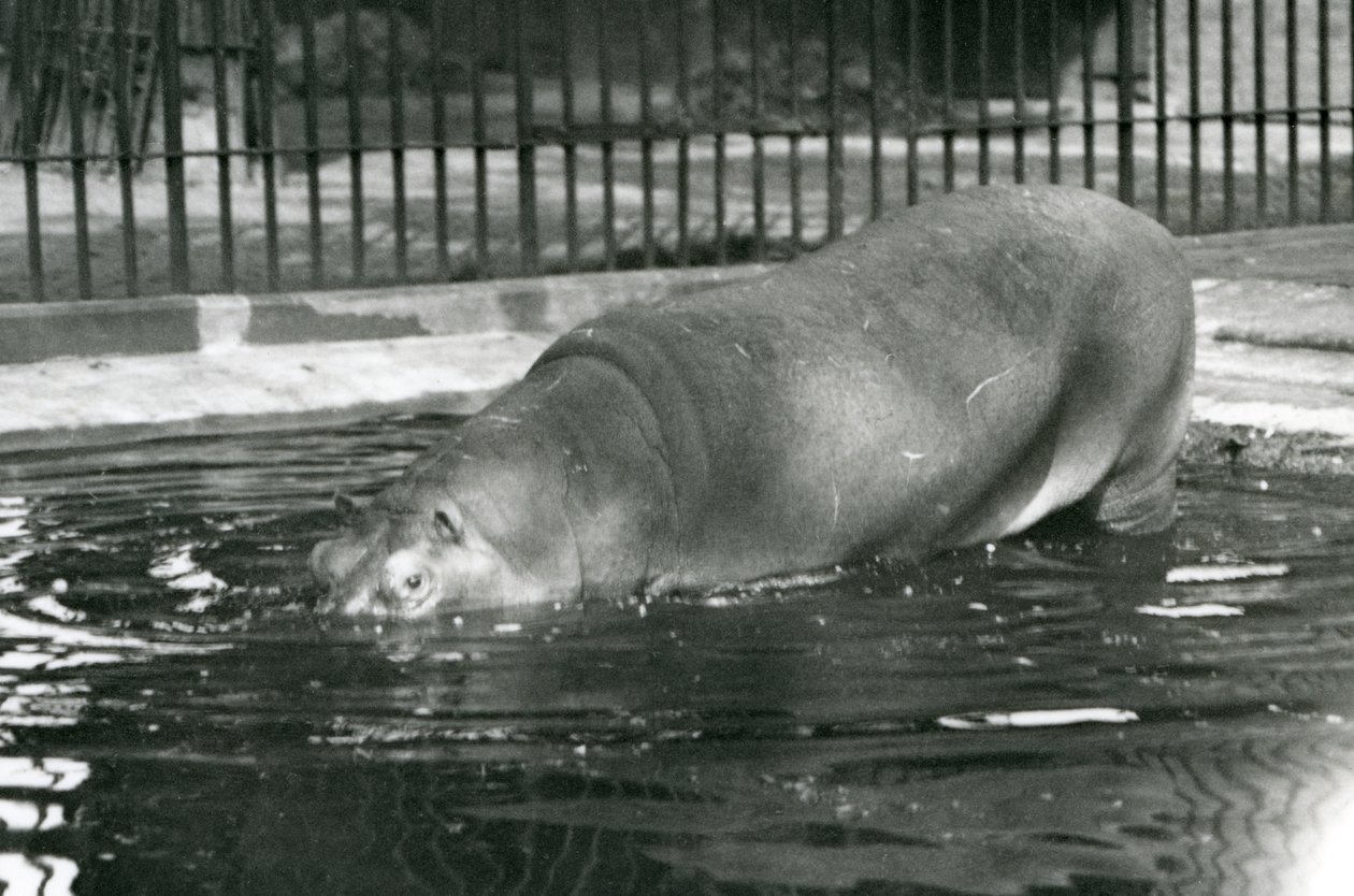 Jonge nijlpaard Bobbie gaat zijn zwembad in bij de London Zoo in augustus 1927 door Frederick William Bond