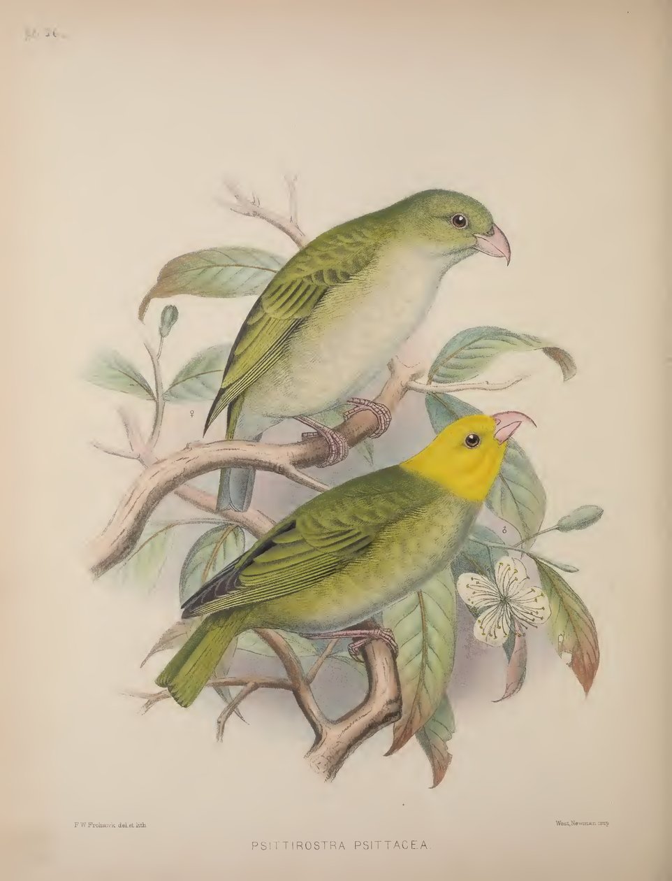 Psittirostra Psittacea, uit 