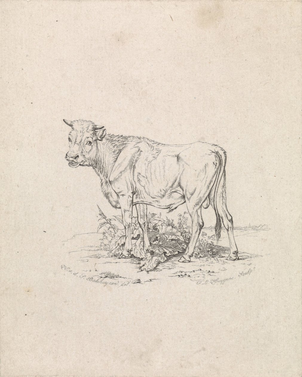 Stier door Frederik Lodewijk Huygens