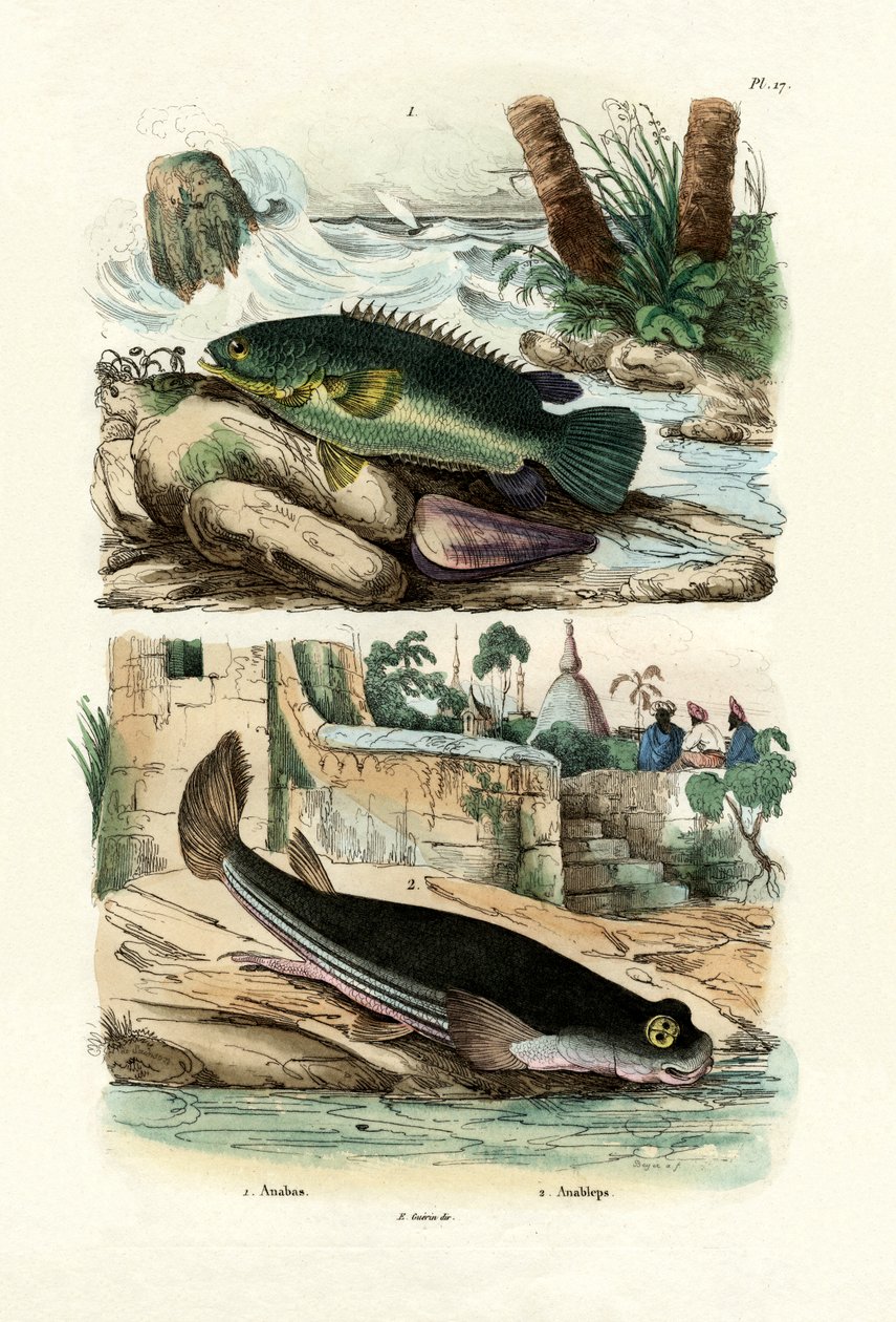 Klimbaars, 1833-39 door French School