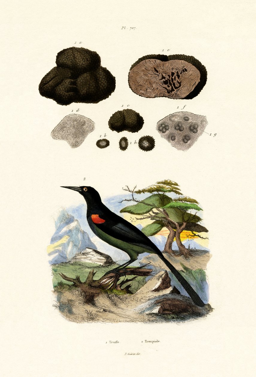Oriole, 1833-39 door French School