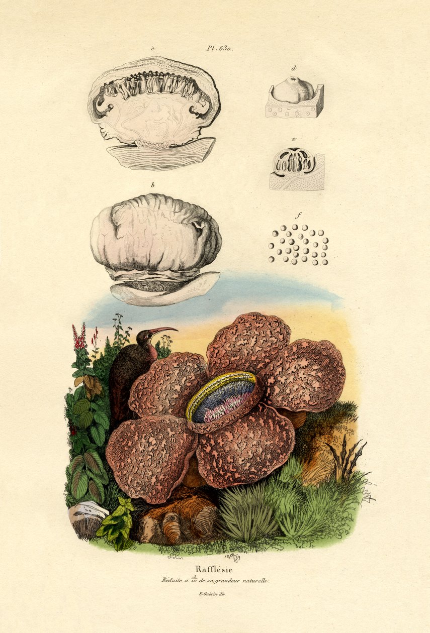 Rafflesia door French School