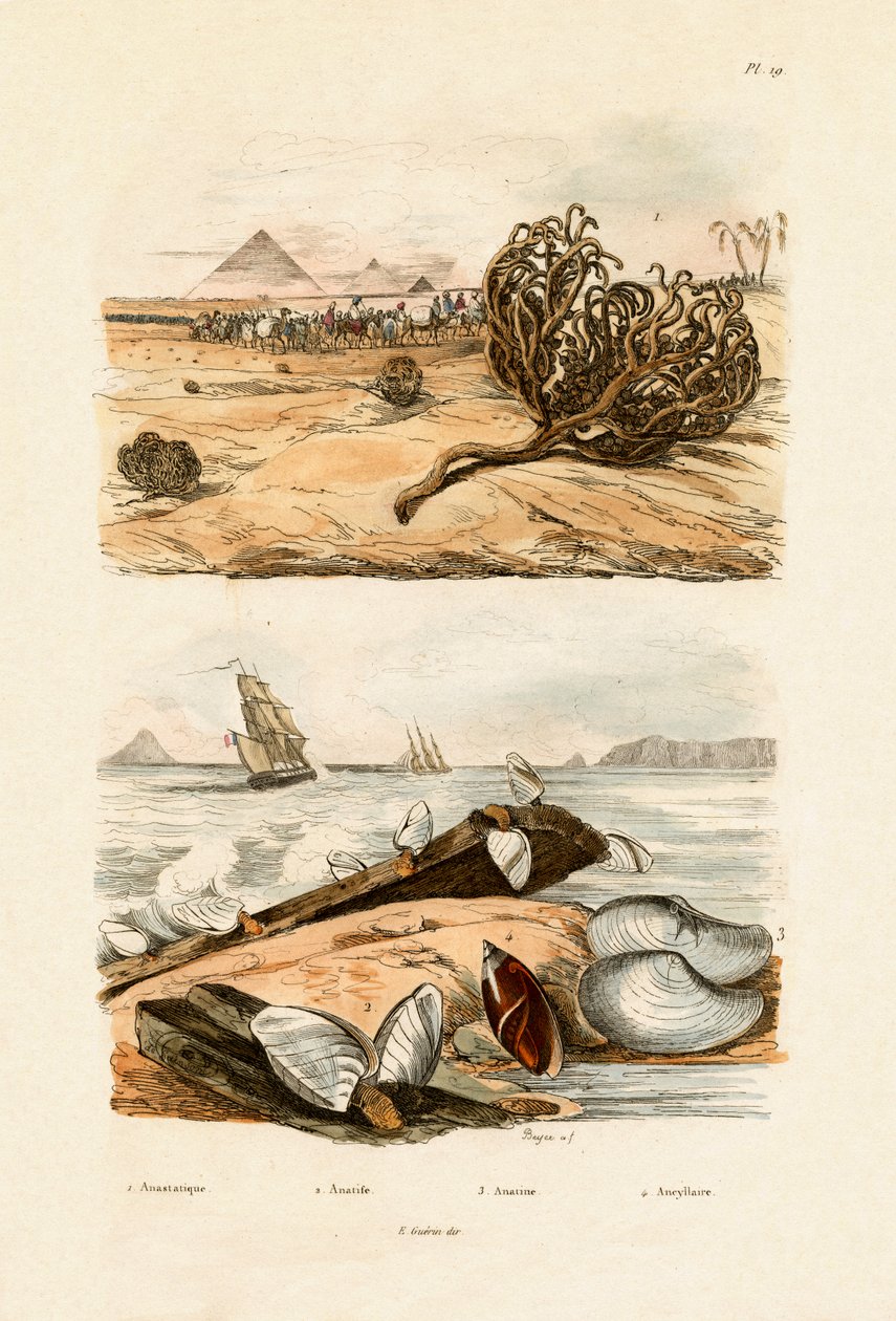 Roos van Jericho, 1833-39 door French School