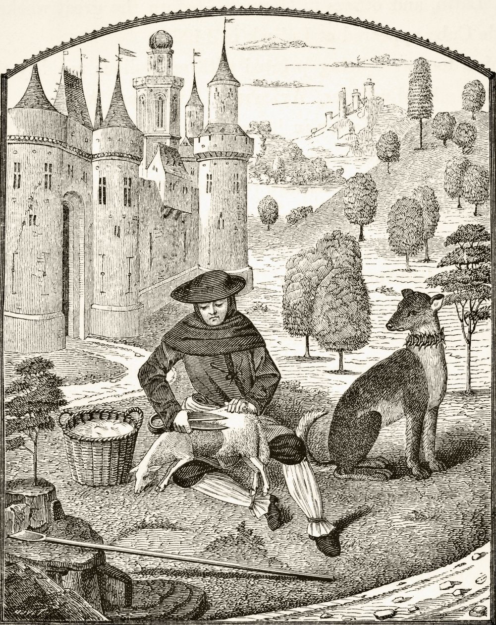 Schapenscheren in de Middeleeuwen, uit 