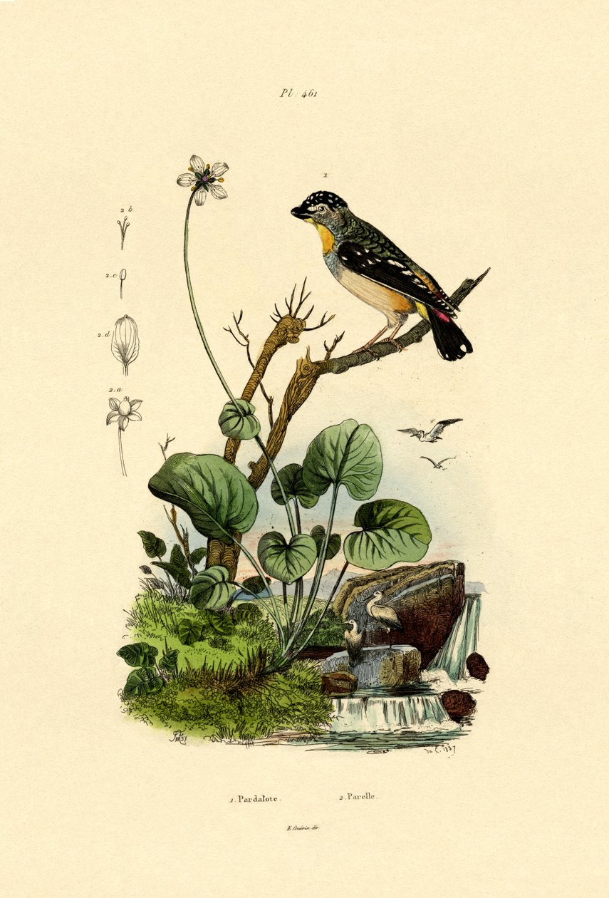 Gevlekte Pardalote door French School