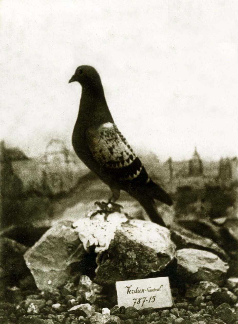 Dieren tijdens de Eerste Wereldoorlog 1914-1918: De beroemde Vaillant Vaillant duif door French Photographer