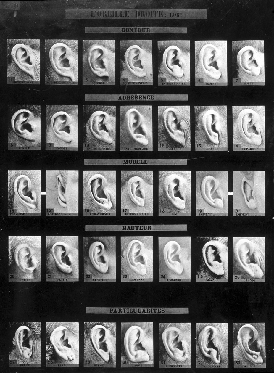Antropometrische classificatie en identificatie van het Bertillon-systeem: vergelijking van verschillende soorten rechte oren (oorlel). Eind 19e eeuw. door French Photographer