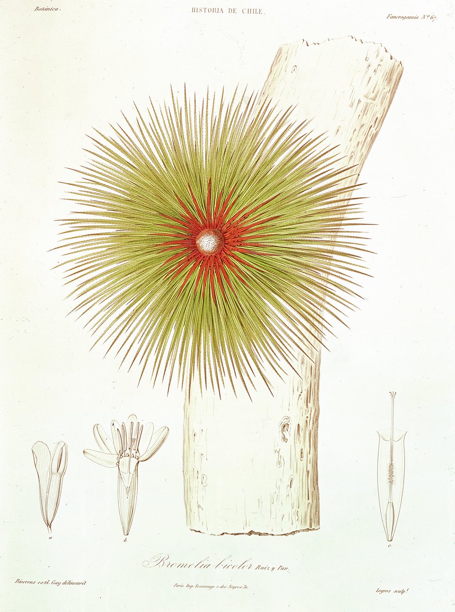 Een Bromelia gevonden in de Andes, uit 