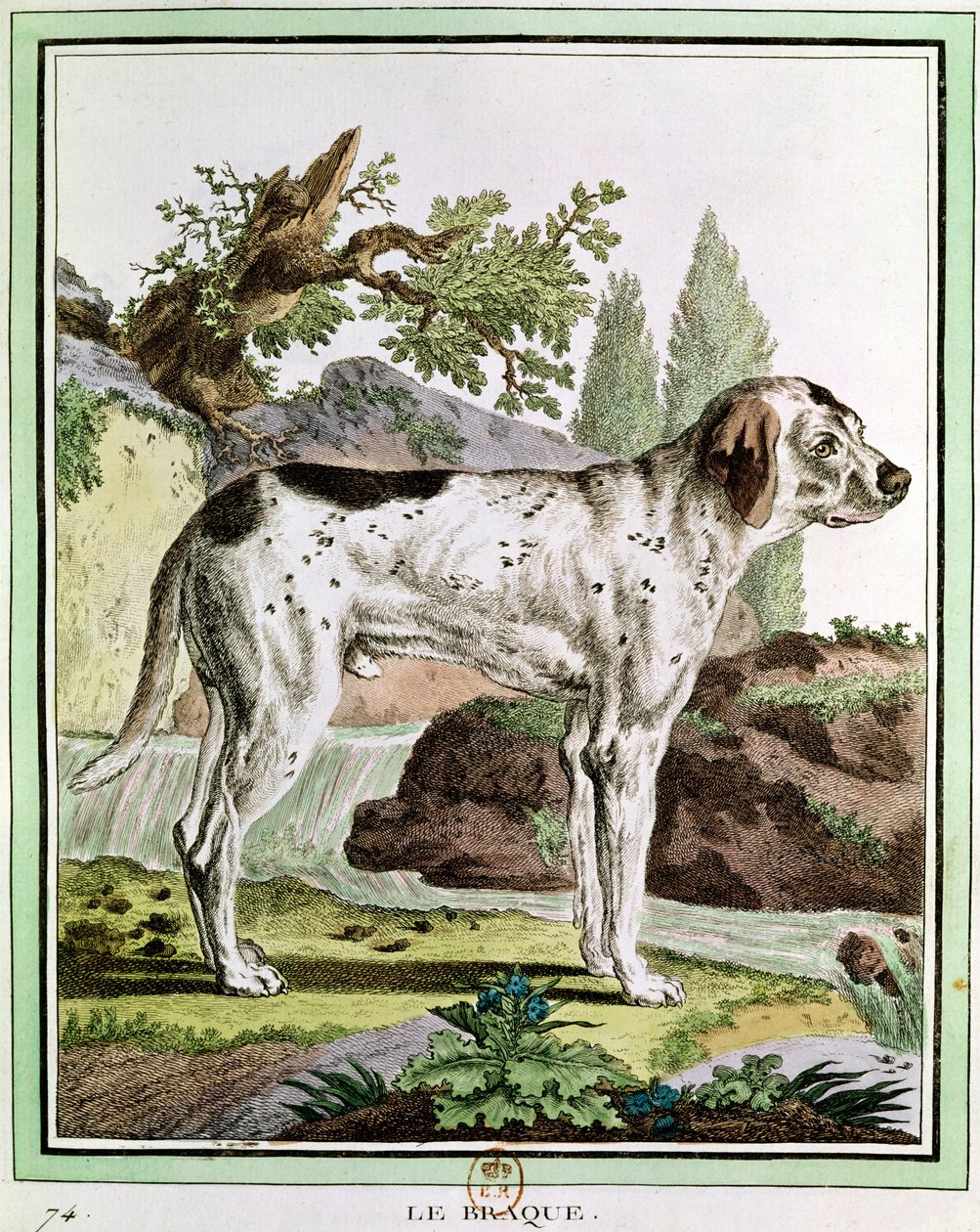 Een Pointer, illustratie uit Histoire Naturelle door Georges Louis Leclerc (1707-88) Graaf van Buffon, 1749-1804 door French School