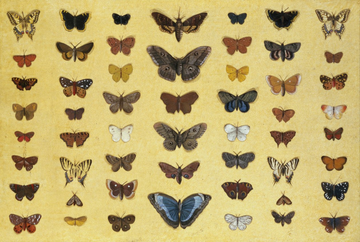 Een collage van vlinders en motten waaronder de Camberwell Beauty, de Britse Koningspage, de zeldzame Koningspage, de Pauwoog en de Kleine Vos, c.1830 door French School