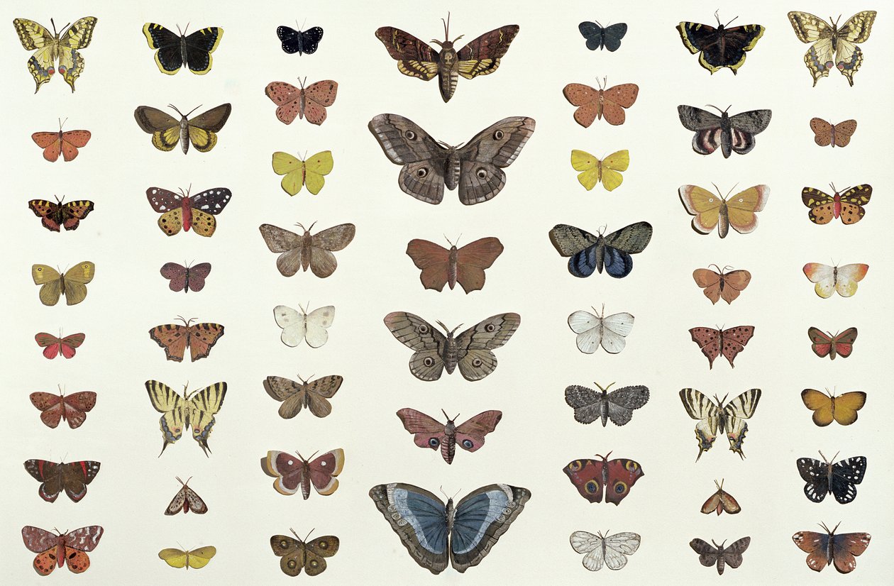 Een collage van vlinders en motten waaronder de Camberwell Beauty, de Britse Koningspage, de Zeldzame Koningspage, de Pauw en de Kleine Vos, ca. 1830 door French School