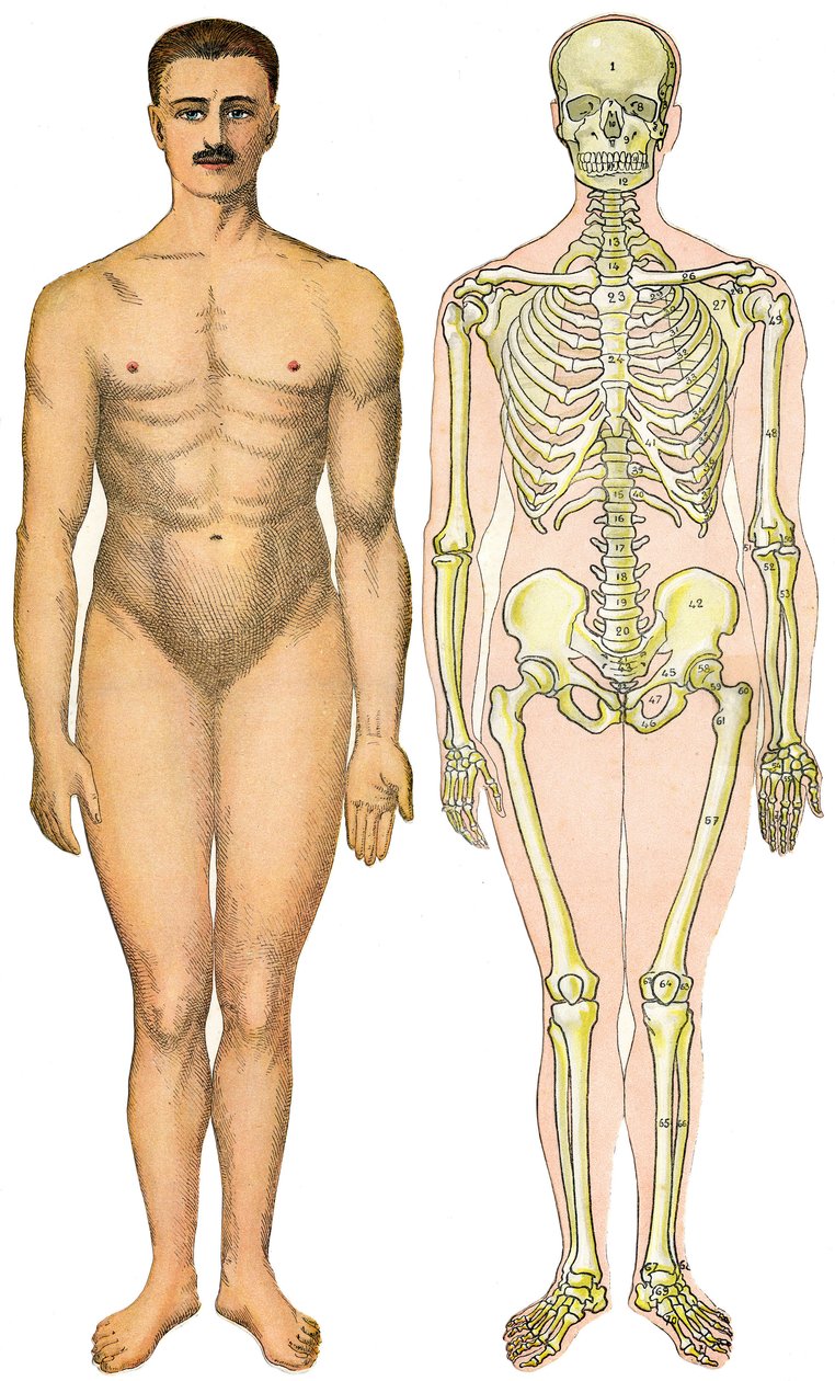 Anatomisch vouwblad van de Nieuwe Praktische Encyclopedie van Geneeskunde en Hygiëne, door Dr. Rehm, Boekhandel Aristide Quillet 1922 - menselijk lichaam gezicht - naakte man zonder zichtbaar geslacht (gom geslacht) naast zijn skelet door French School