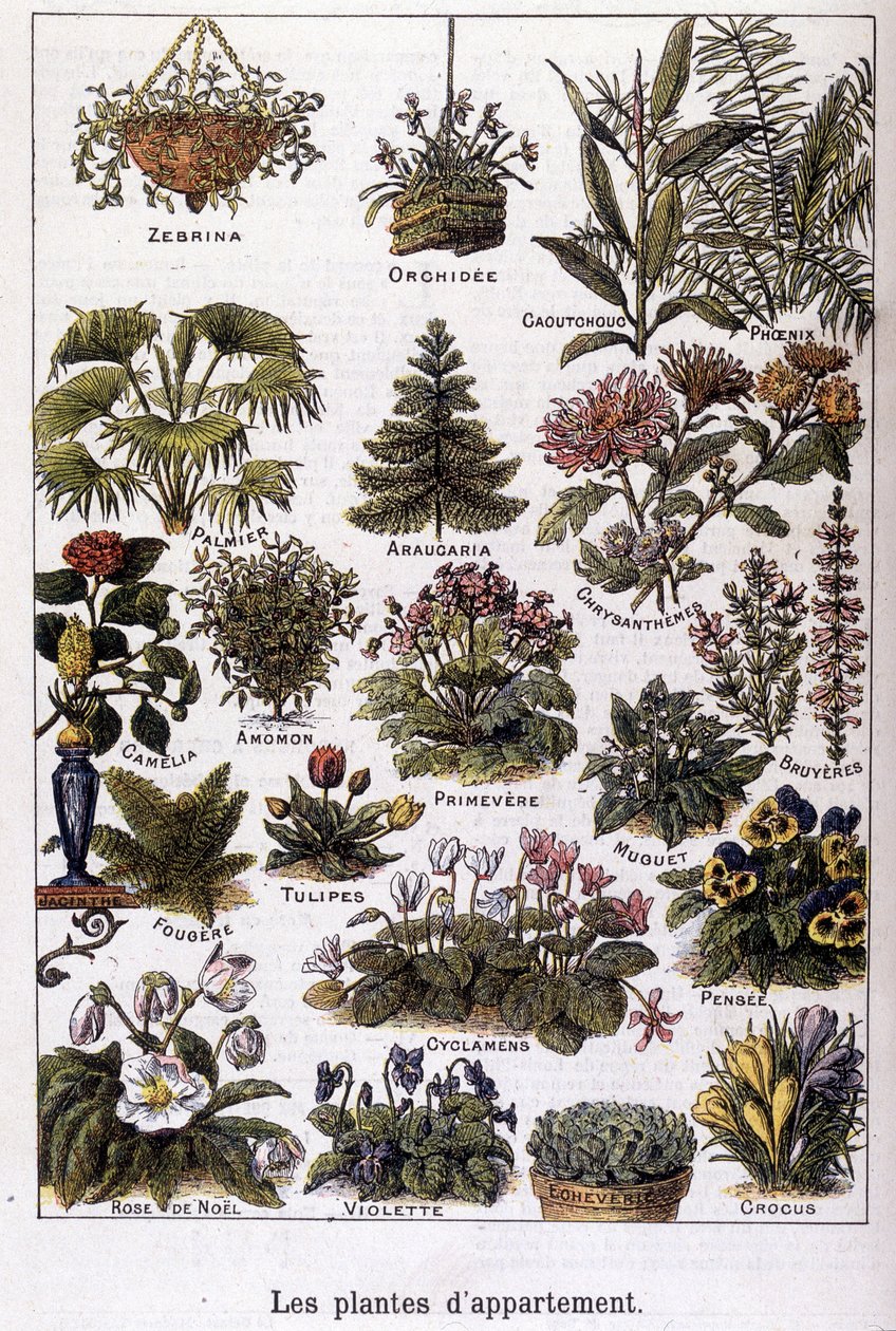 Appartement planten, 02/02/1901 (gravure) door French School