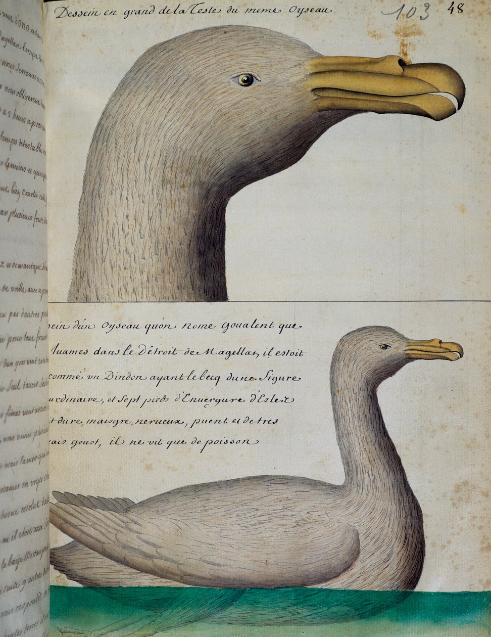 Vogel uit Straat Magellaan, aquarel uit logboek door Jacques Gouin de Beauchesne, kapitein van Compagnie royale de la Mer du Sud, 1698-1701 door French School