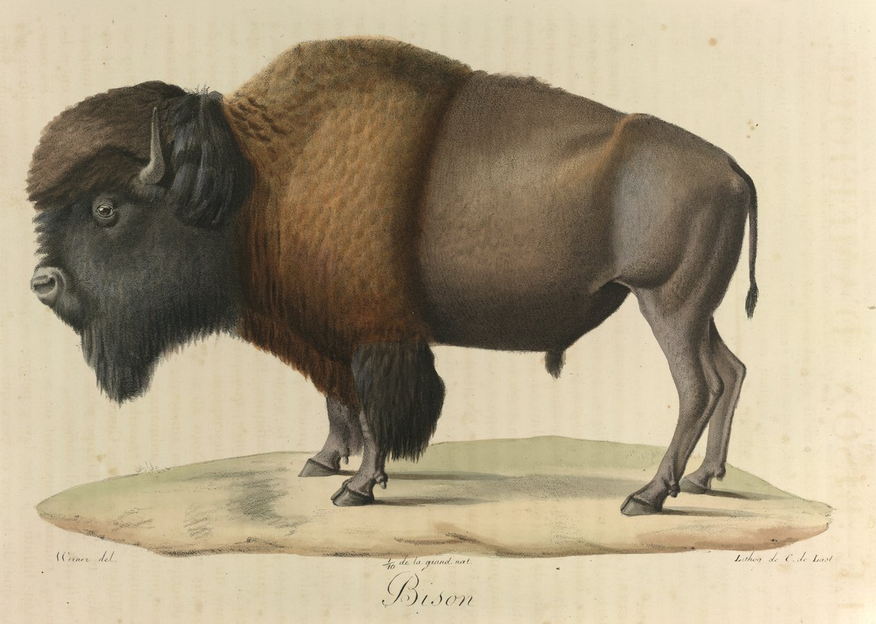 Bizon, uit Histoire Naturelle des Mammifères door French School