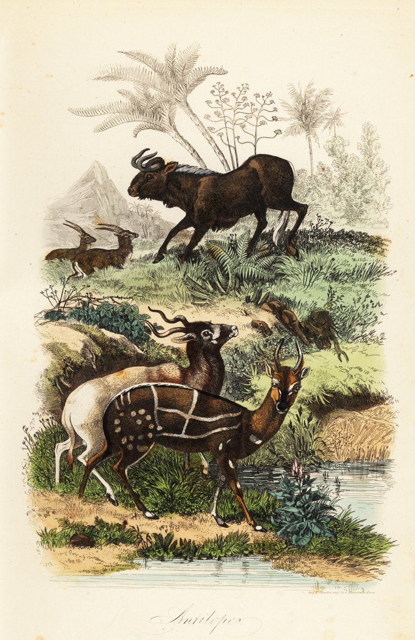 Zwarte gnoe, Connochaetes gnou, ernstig bedreigde addax of schroefhoornantilope, Addax nasomaculatus, en harnasbosbok of kewel, Tragelaphus scriptus door French School
