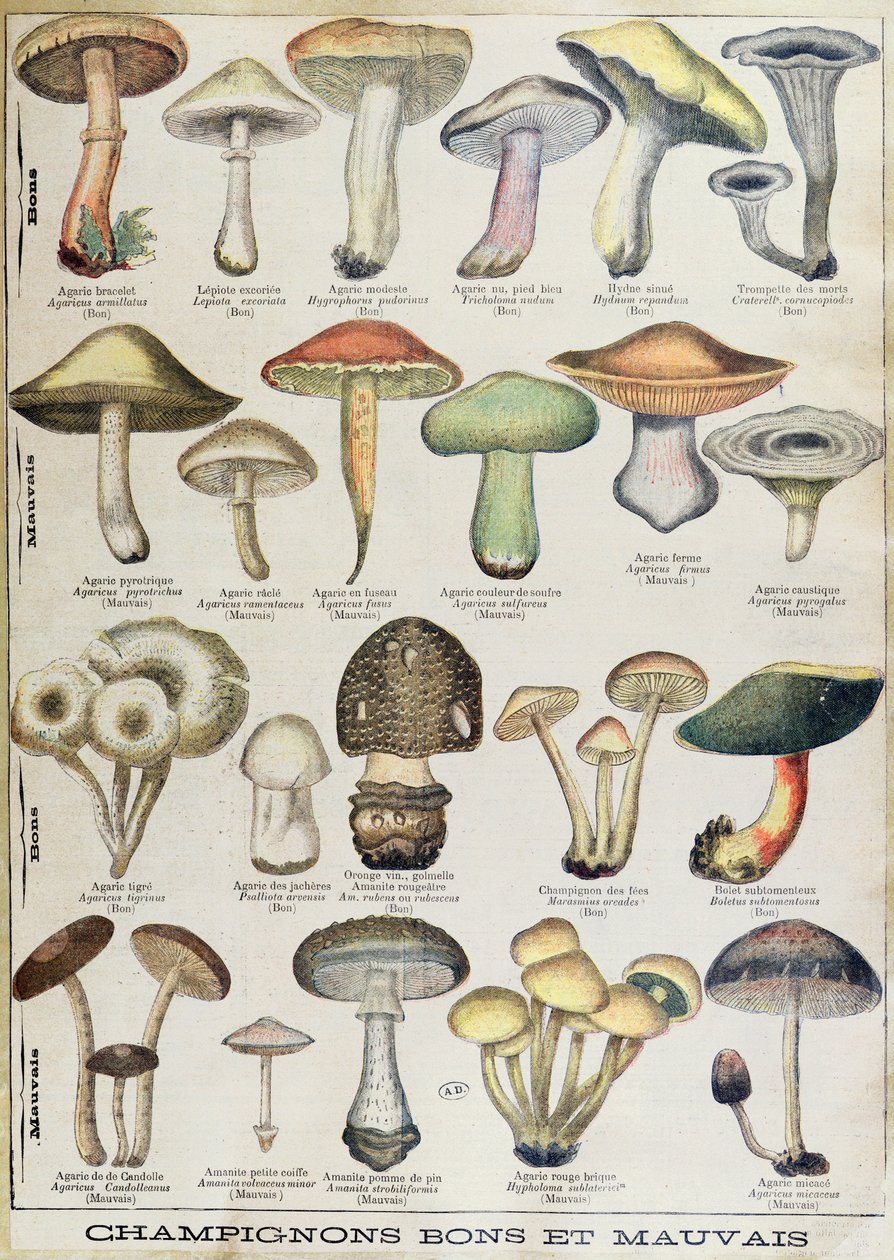 Botanische plaat met 