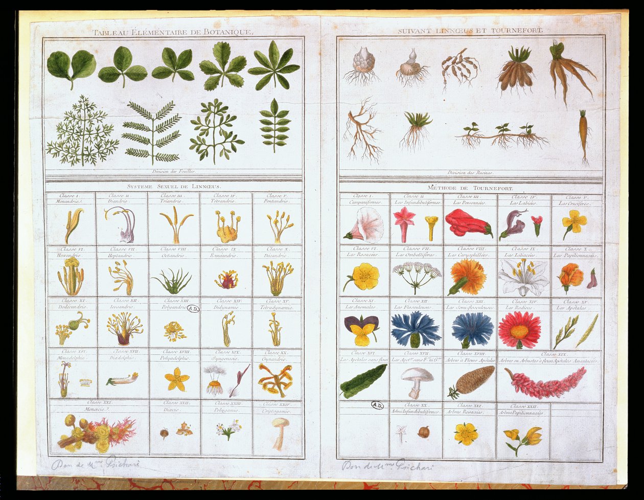Botanische tafel naar Carl von Linne (1707-78) en Joseph Pitton de Tournefort (1656-1708), eind 18e eeuw (kleurgravure) door French School