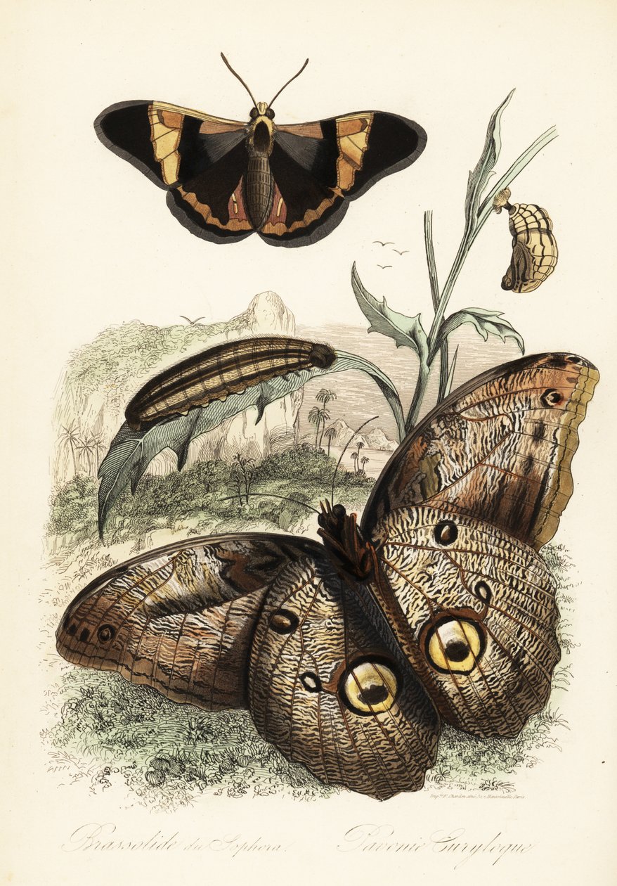 Brassolis sophorae vlinder, pop en larve rups door French School