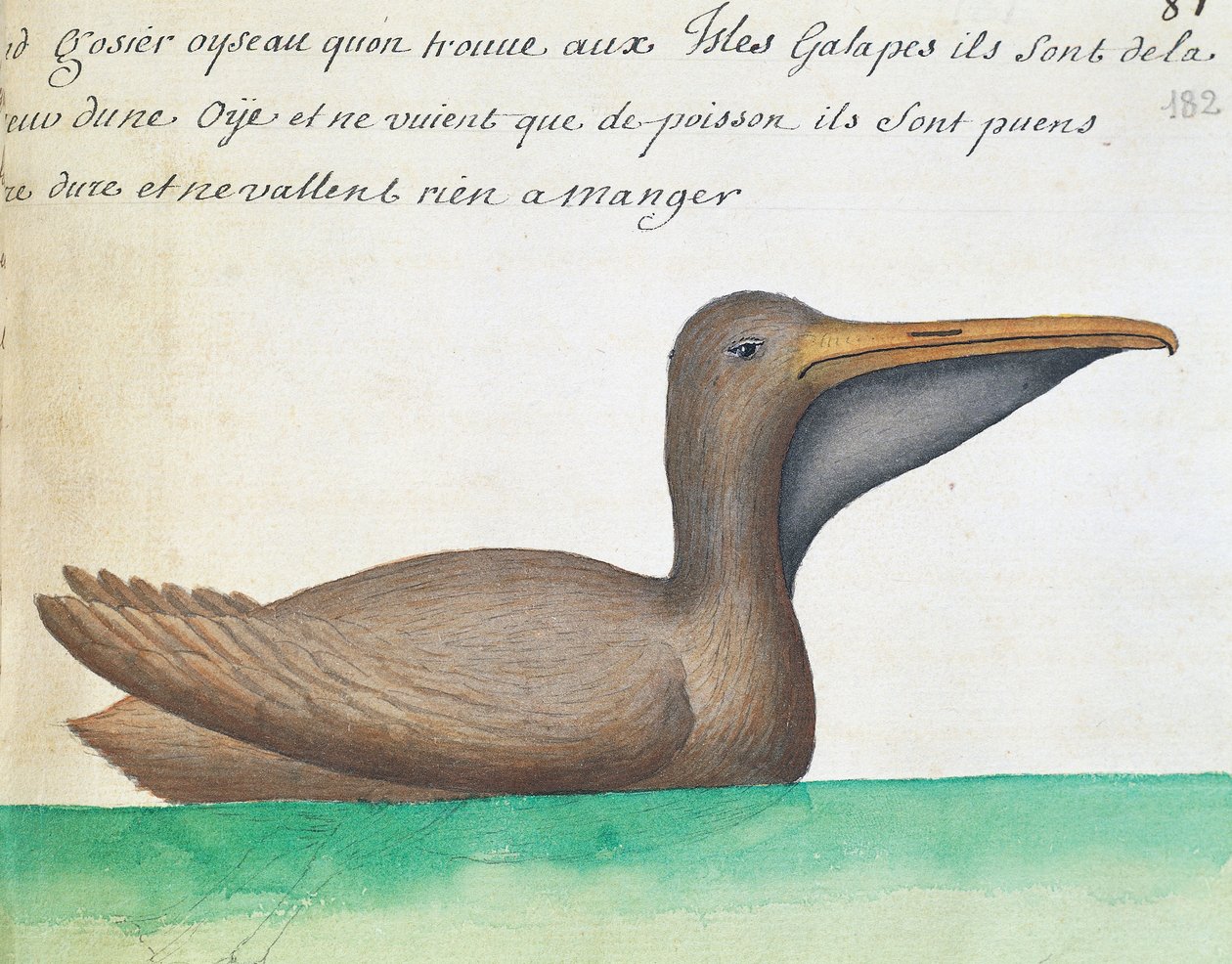 Bruine Pelikaan (Pelecanus occidentalis), Galápagoseilanden, aquarel uit logboek door Jacques Gouin de Beauchesne, kapitein van Compagnie royale de la Mer du Sud, Frankrijk door French School