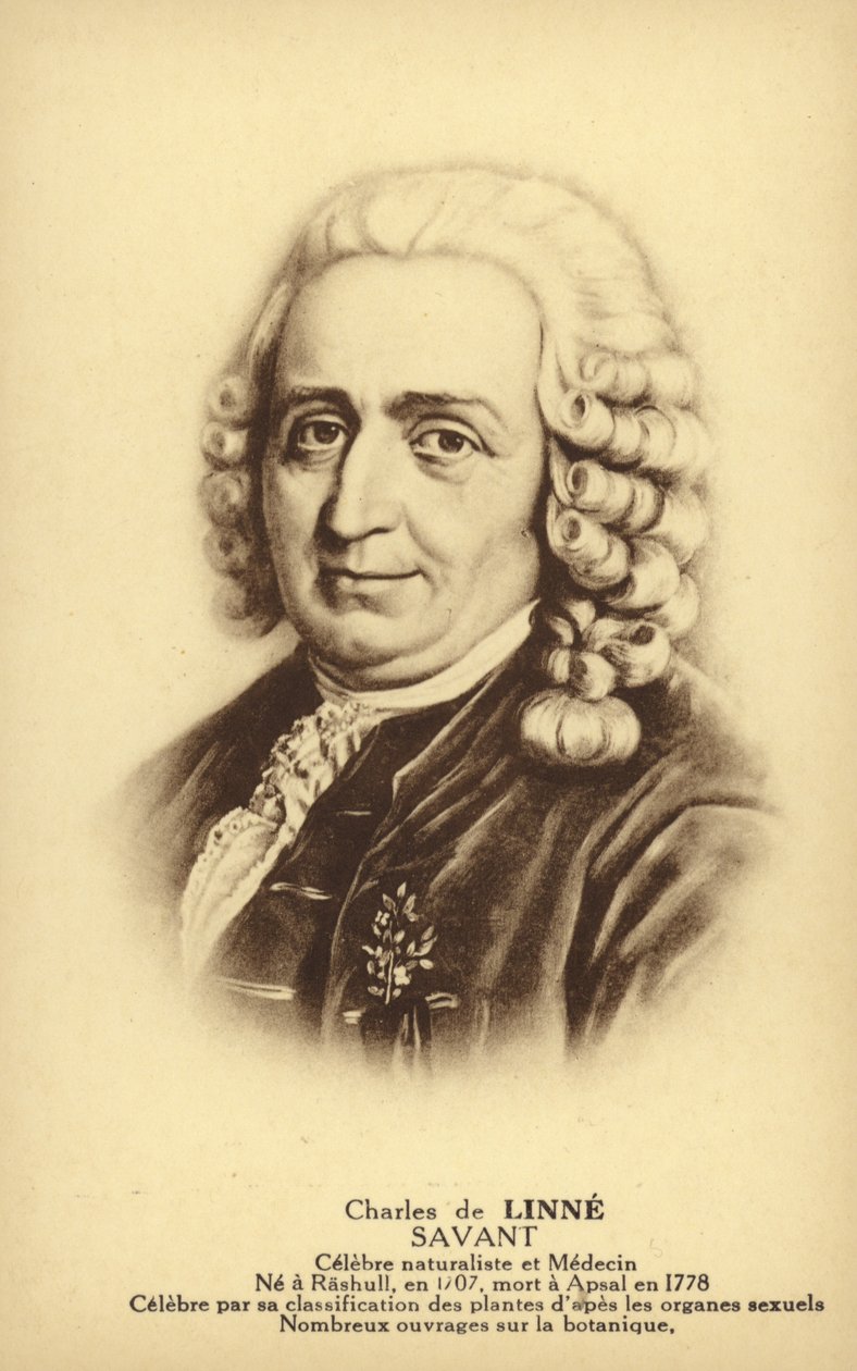 Carl Linnaeus (1707-1778), Zweedse botanicus en zoöloog (litho) door French School