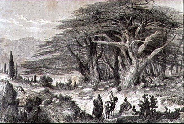 Cederbomen in Libanon door French School
