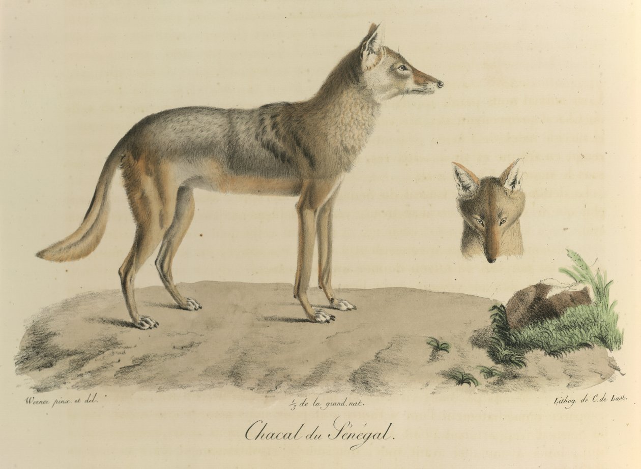 Senegalese jakhals, uit Histoire Naturelle des Mammifères (kleur litho) door French School