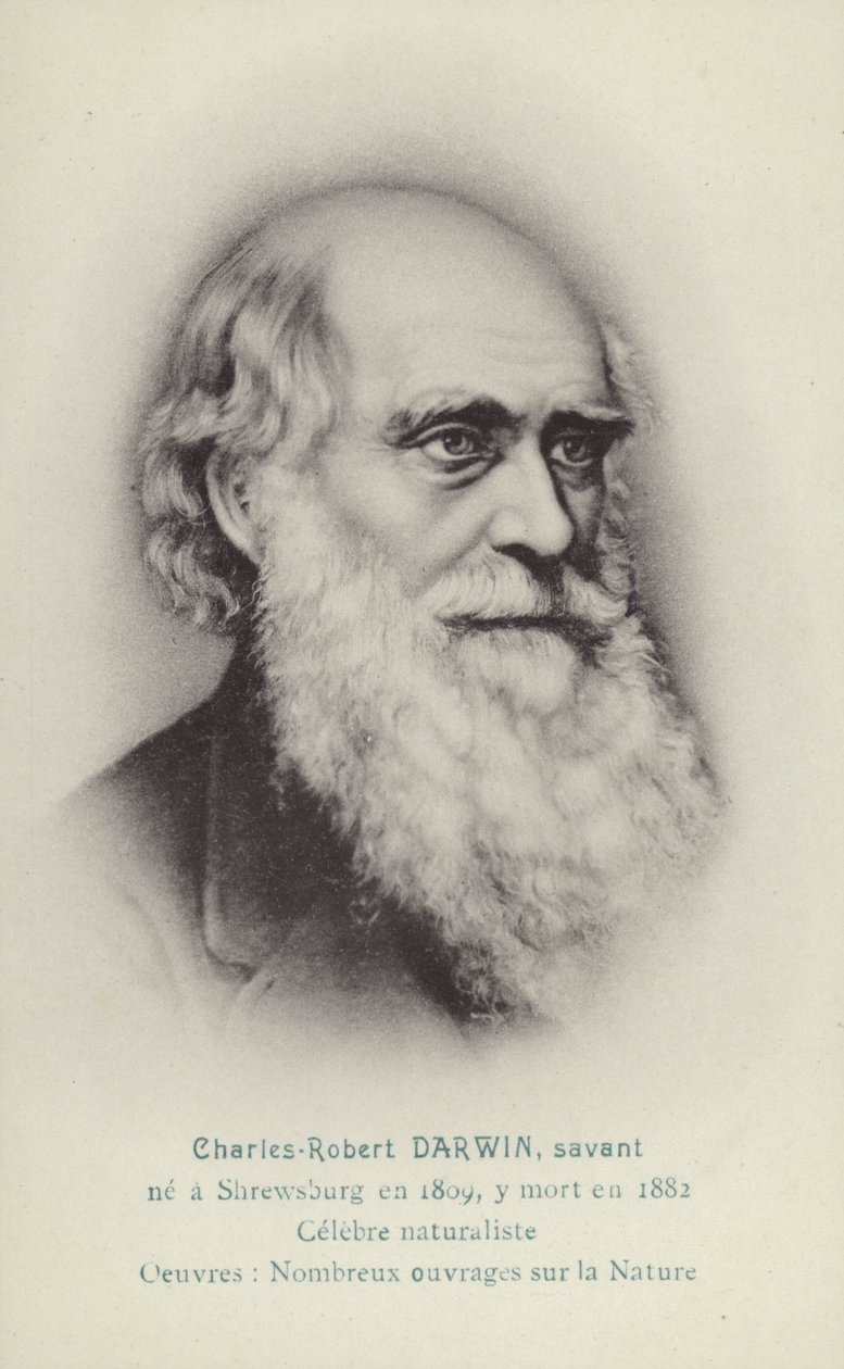 Charles Darwin (1809-1882), Engels natuuronderzoeker (litho) door French School
