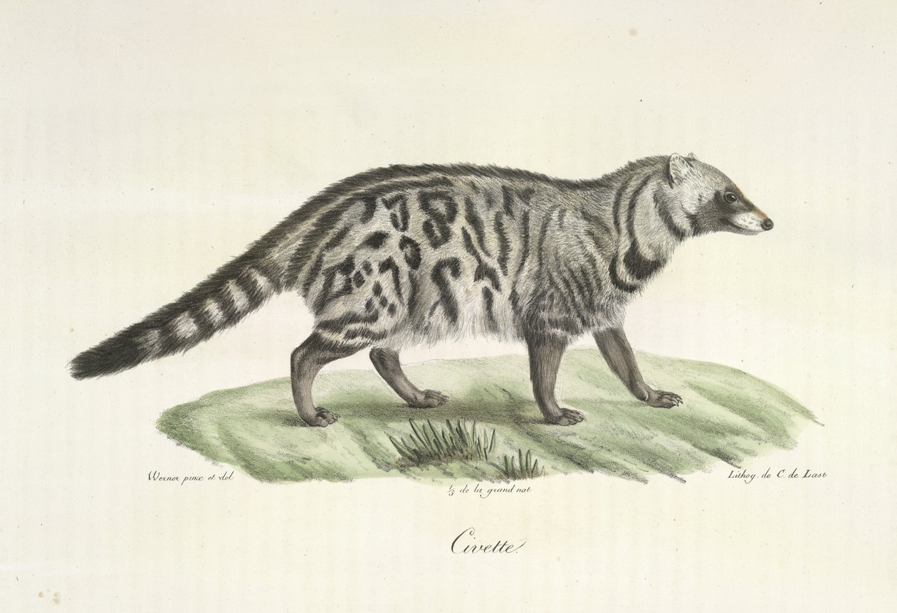 Civette, uit Histoire Naturelle des Mammifères door French School