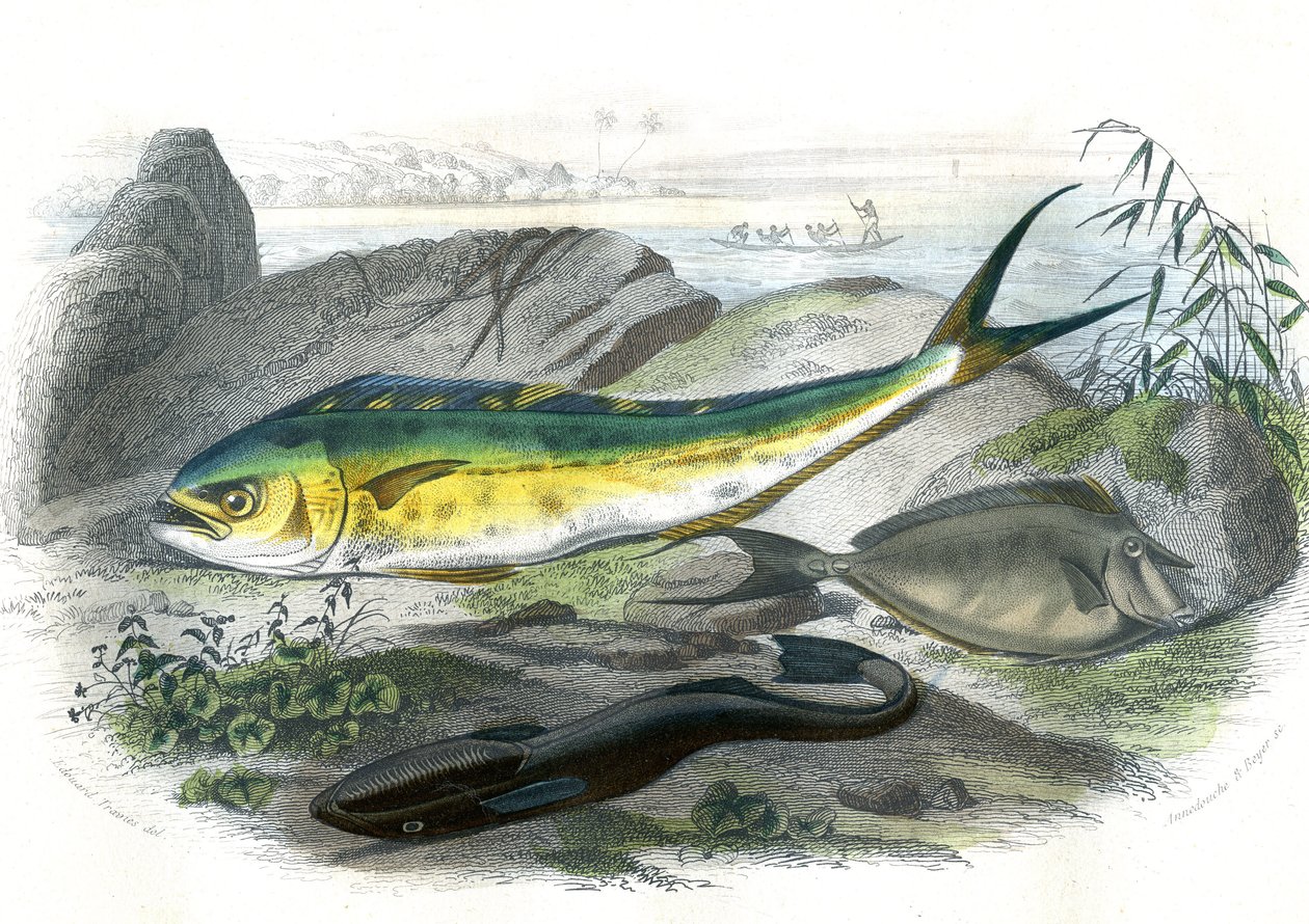 Coryphene Hippurus (coryphene zeebrasem, kameleonvis) - Onder: echeneis remora en de nason licornet - Plaat uit Natuurlijke Historie door Bernard Germain de Lacepede (1856-1925), editie P.Furme, Parijs door French School
