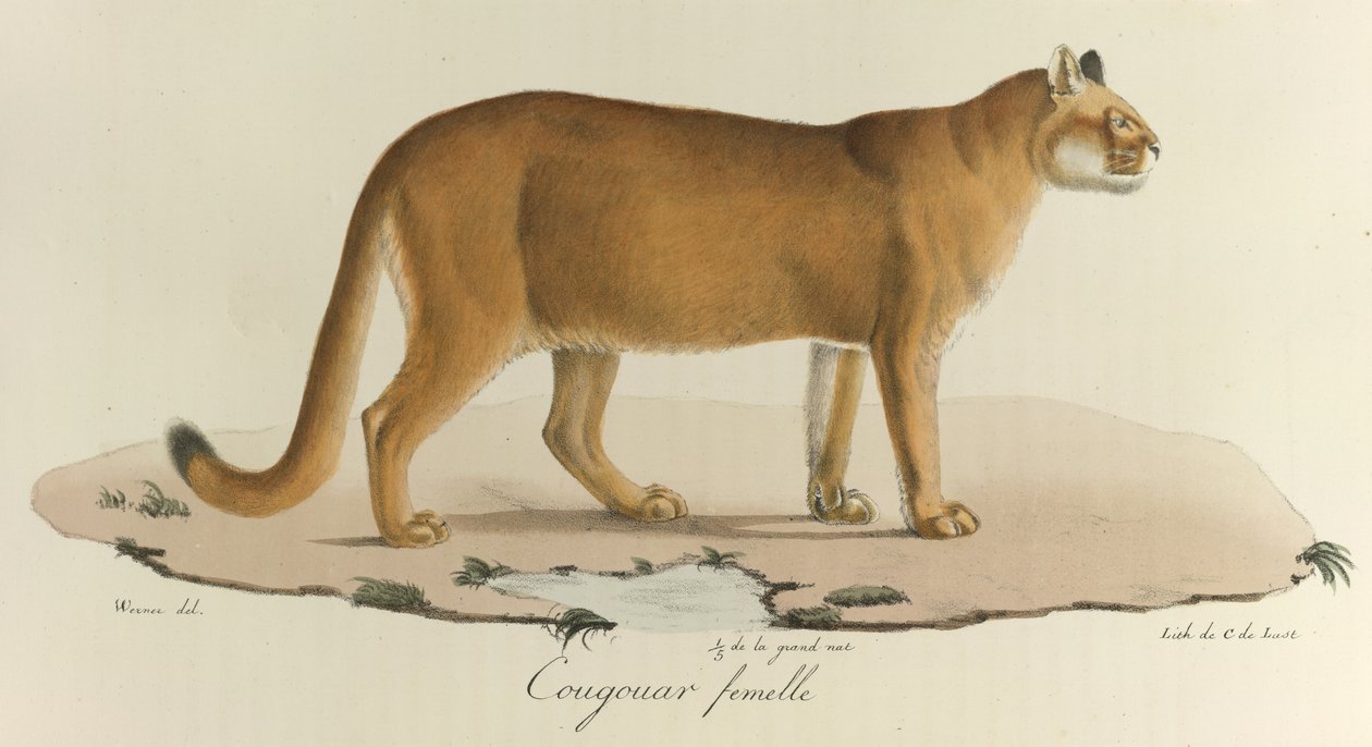 Cougouar femelle, Een vrouwelijke poema door French School