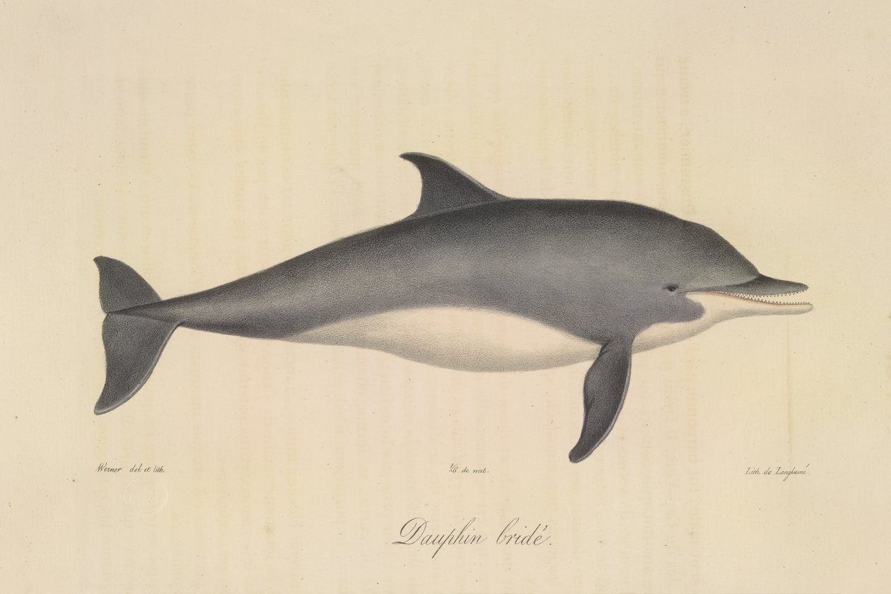 Gestreepte dolfijn, uit Histoire Naturelle des Mammifères (kleur litho) door French School