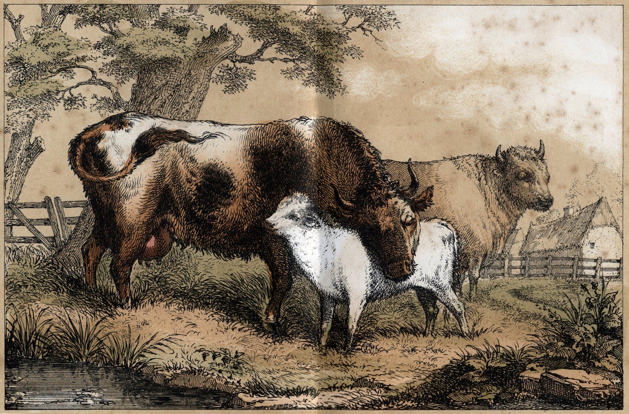 Beschrijving van de verschillende producten en toepassingen van de koe: koe, kalf in een weide. Plaat "La coache et ses produits" in "les Recreations instructives" Synoptisch schilderij door Jules Delbruck, gravure uit 1860. Privécollectie. door French School