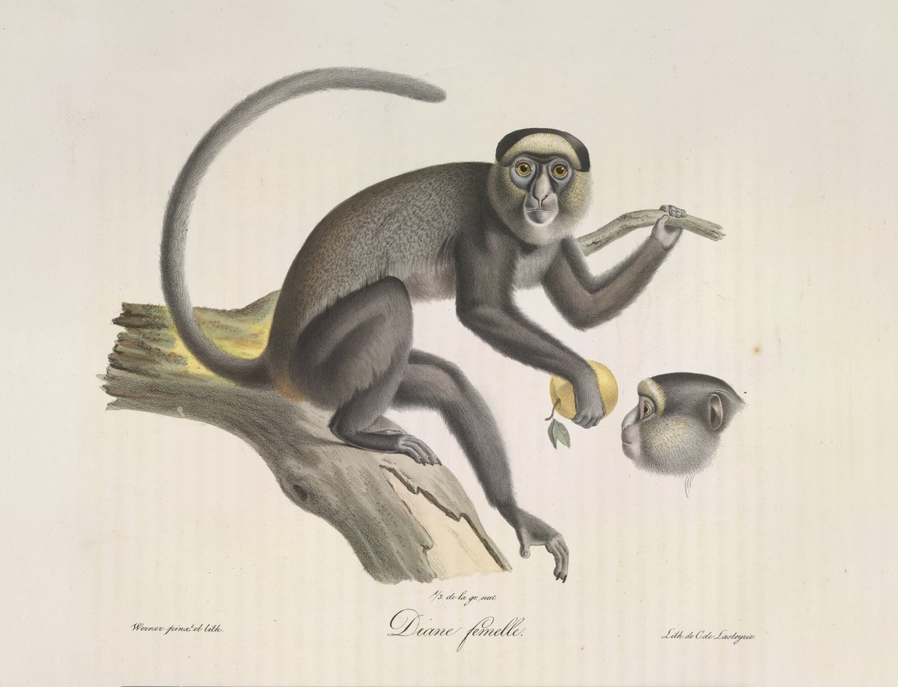 Diane vrouwtje, een vrouwelijke aap, uit Histoire Naturelle des Mammifères (kleur litho) door French School