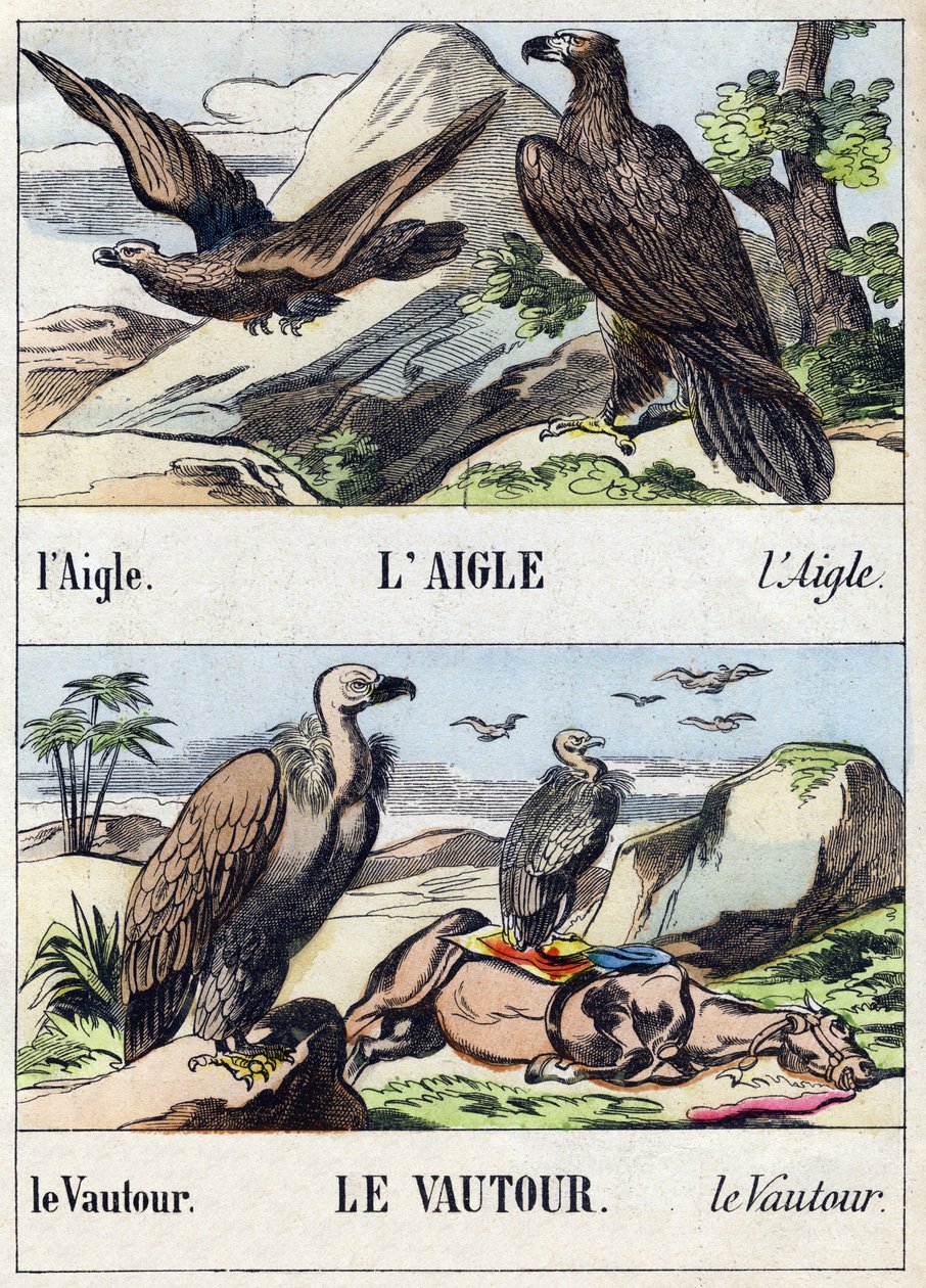 Adelaar en gier. Gravure in "Buffon Alphabet des Oiseaux n 1". 3e Serie N 1. Imaging of Epinal, Epinal, eind 19e eeuw. 16 pagina