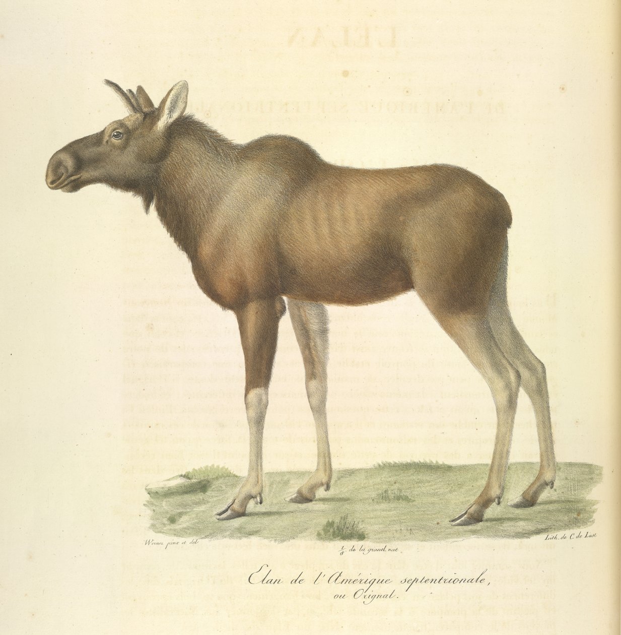 Noord-Amerikaanse eland, uit Histoire Naturelle des Mammifères door French School