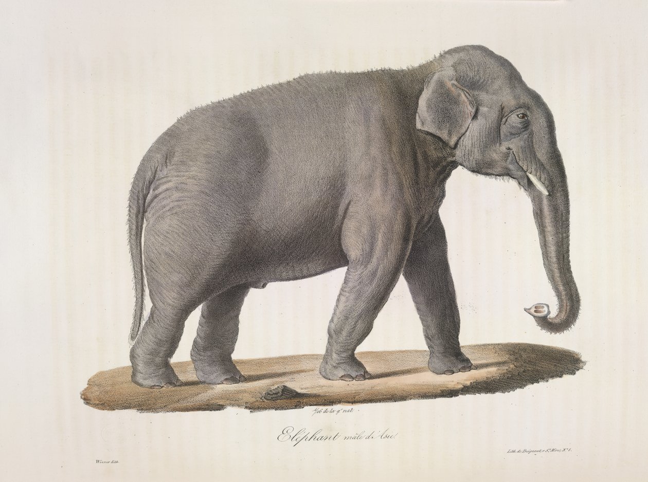 Mannelijke Aziatische olifant, uit Histoire Naturelle des Mammifères door French School